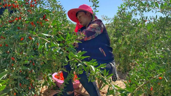 “戈壁西瓜”——硒砂瓜被區域性禁種?它對土壤的危害有多大? “戈壁西瓜”——硒砂瓜被區域性禁種?它對土壤的危害有多大?