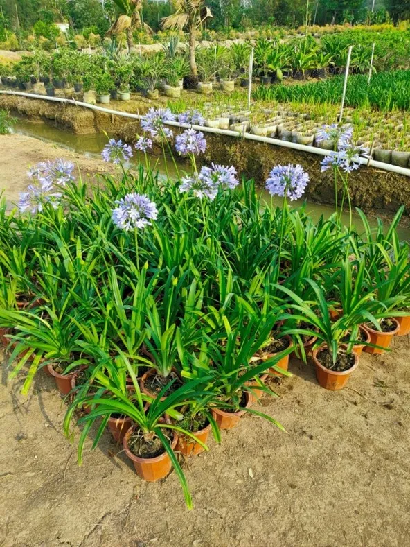 學會搭配這8種園藝植物，讓你的花園收穫一個有趣的靈魂