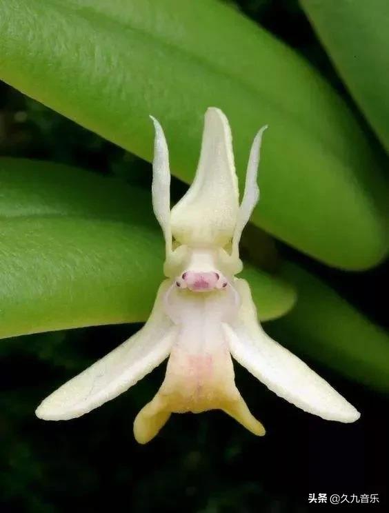 自然界中的奇花異草，看看你見過幾種？