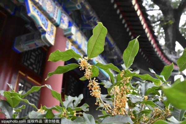 北京中秋百餘場活動大爆發！留在北京的你有福了！