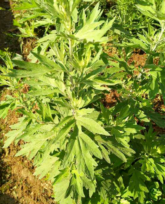 常見的5種野菜,見到了就拔回家,好吃解膩還不花錢 常見的5種野菜,見到了就拔回家,好吃解膩還不花錢