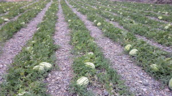 “戈壁西瓜”創年收益20億，卻被區域性禁種，硒砂瓜到底有何危害？