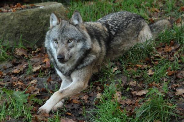 老獵人雪夜正酣睡，卻遇母狼來敲門，結局很暖心，啥情況