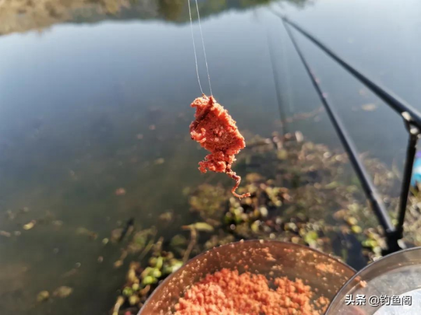 紅蟲顆粒的另類用法,這樣加工一下再打窩,鯽魚進窩會更快 紅蟲顆粒的另類用法,這樣加工一下再打窩,鯽魚進窩會更快