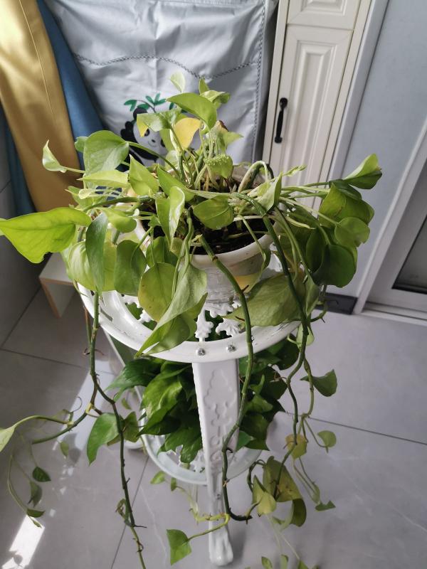 養花以後,爸爸“性情大變”,細心也有耐心了 養花以後,爸爸“性情大變”,細心也有耐心了