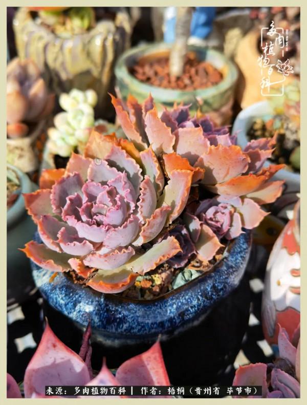 世間瞬息萬變，我們的友誼不變，閨蜜相聚，賞肉言歡