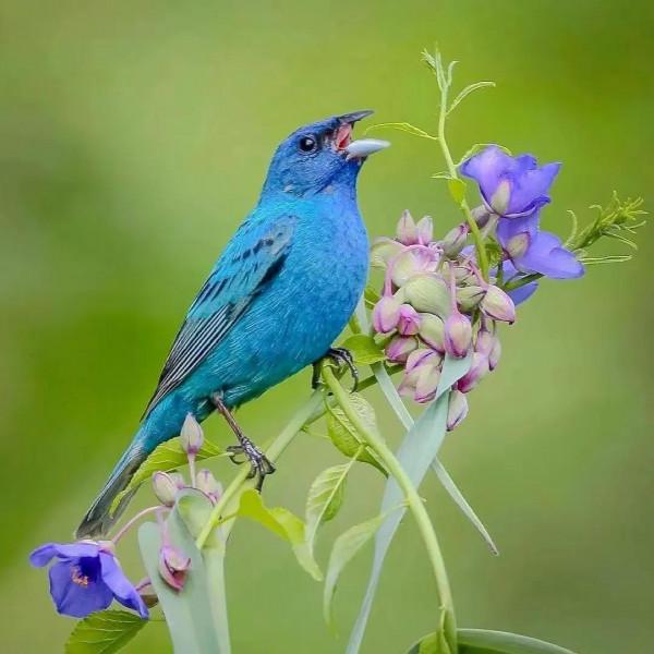 分享圖片&mdash;&mdash;美麗彩色小鳥集錦