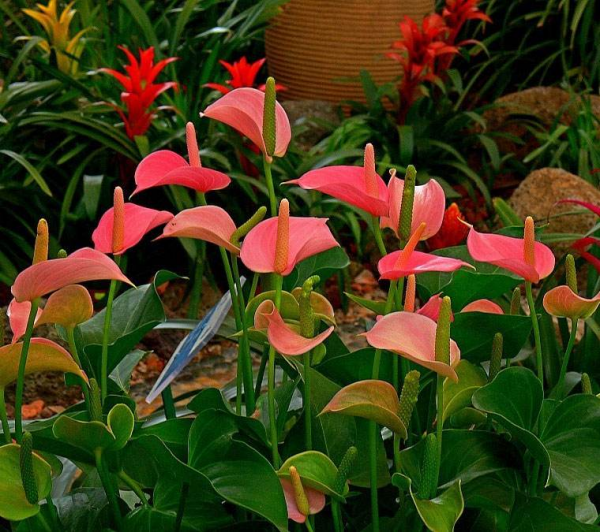 9種“勤勞花”，別名“天天開”，365天花不斷，也不怕累壞了