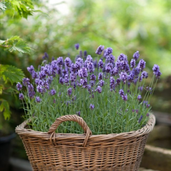 9種“健康花”，能吃能泡茶，客廳養一盆，清潔空氣，吉利大氣