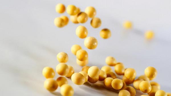 全球轉基因大豆佔比達到 82%，每年吃下數億斤的中國人怎麼樣了