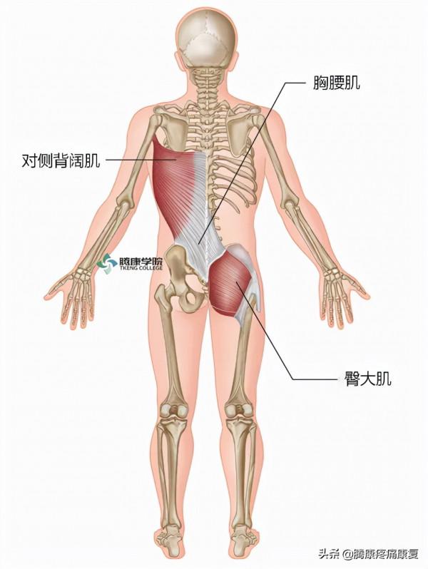 步行對腰痛真的有好處? 步行對腰痛真的有好處?