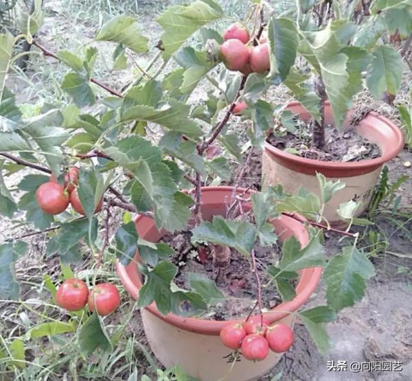 6種果樹，可以種在花盆裡，養在露臺上，實現“水果自由”