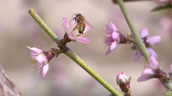來這裡 與春天撞個滿懷