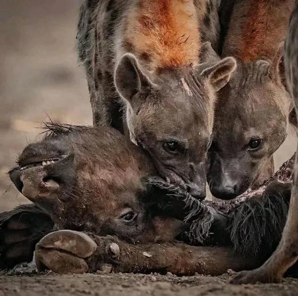 動物界中的龐然大物大賞，堪稱王者，難得一見，大開眼界