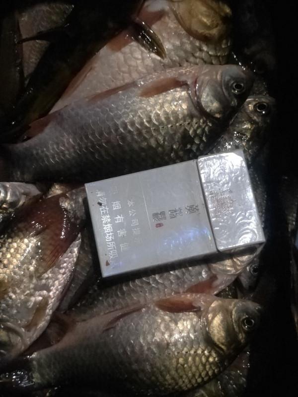 記住以下幾點大板鯽拉到手軟 記住以下幾點大板鯽拉到手軟