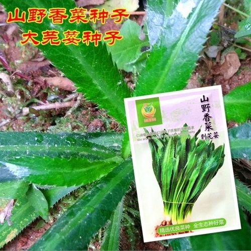 大芫荽有哪些益處?與香菜有什麼區別? 大芫荽有哪些益處?與香菜有什麼區別?