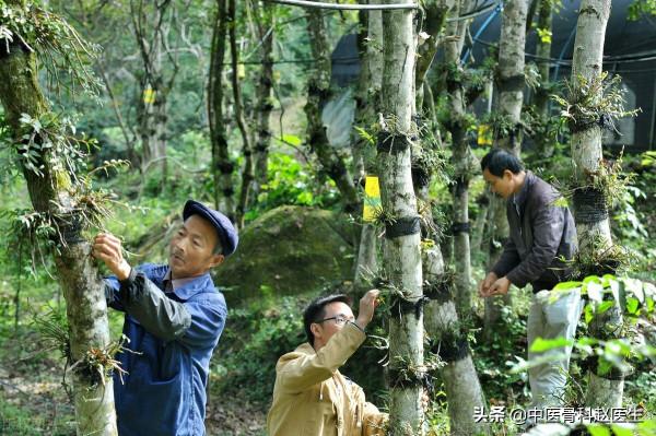 &OpenCurlyDoubleQuote;人間仙草&rdquo;&mdash;&mdash;石斛，不從地裡長，卻附生在樹石之上