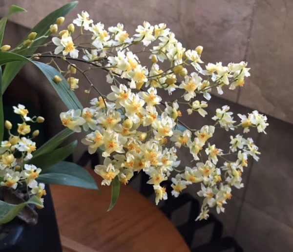 家居必備4種乾淨花，不招蟲易養活，愛乾淨的人都愛養