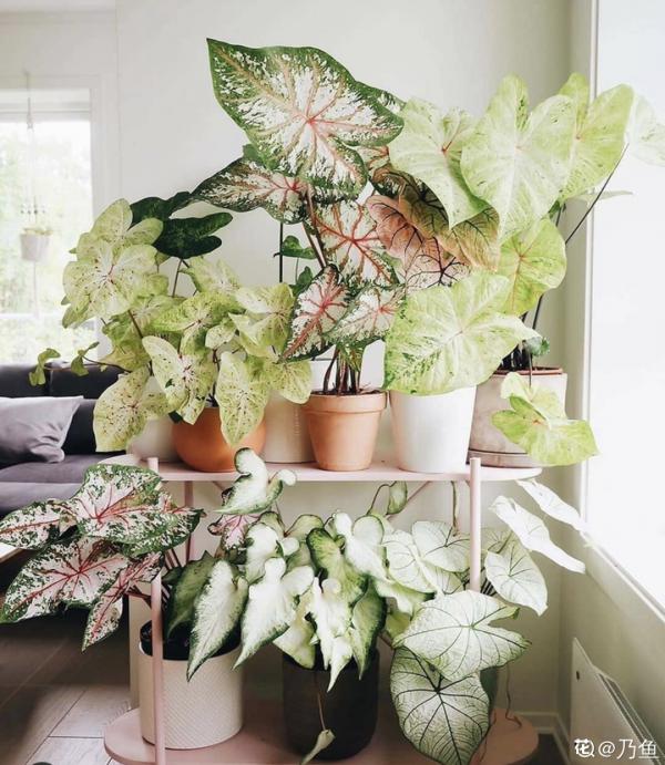 1種綠植特上檔次，葉子五彩斑斕，像打翻了調色盤