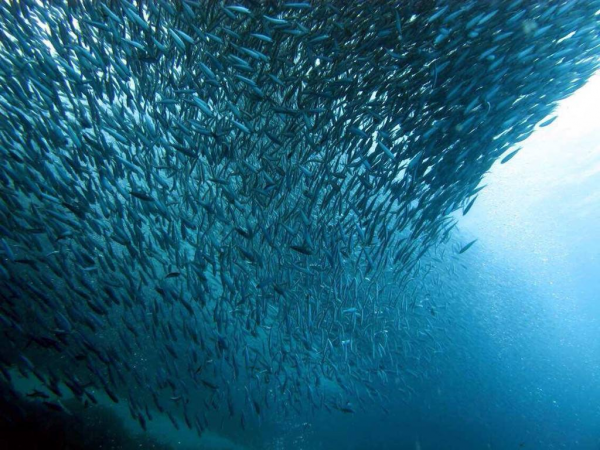 日本陸奧灣海岸大量沙丁魚擱淺,烏鴉盤旋,真的是不祥之兆嗎? 日本陸奧灣海岸大量沙丁魚擱淺,烏鴉盤旋,真的是不祥之兆嗎?