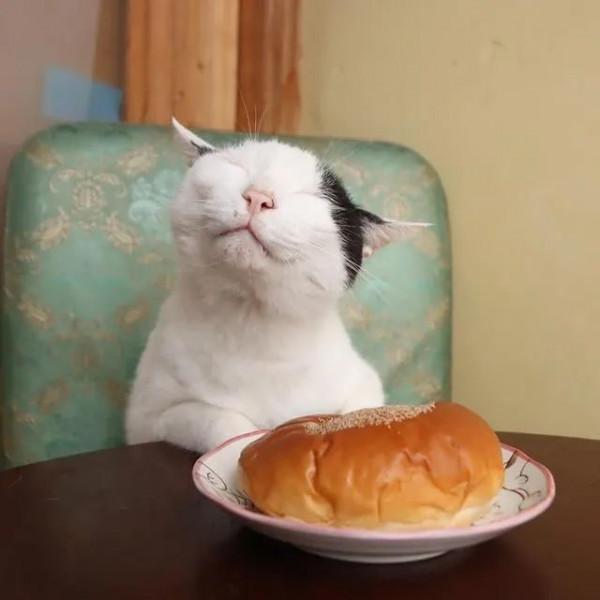 世界上還有這樣不饞嘴的貓咪？我不信