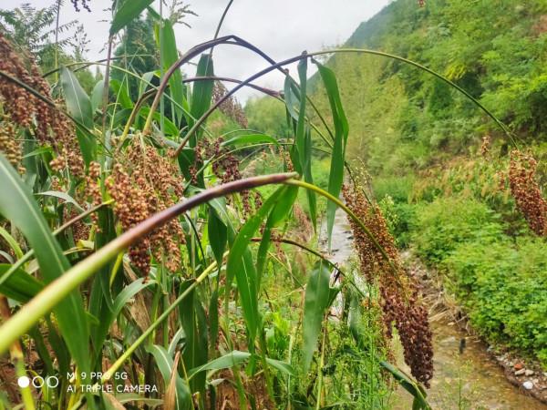 忘掉了時光，怎麼會快快老去？