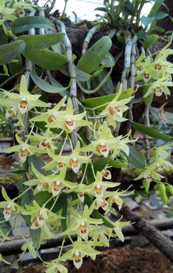 5種“漂亮花”,是生活“小醫生”,好養,好看,還好吃 5種“漂亮花”,是生活“小醫生”,好養,好看,還好吃