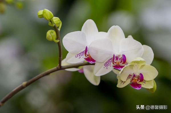 2022新春遊園&mdash;&mdash;植物園賞花