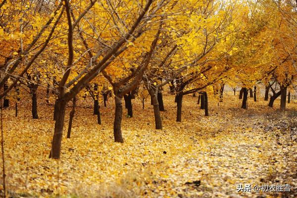 晚秋唐詩美句，雨中黃葉樹，燈下白頭人，詩句蒼涼，情誼溫厚