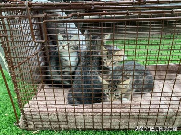 中年喪子後，父親花了15年建了座“貓天堂”