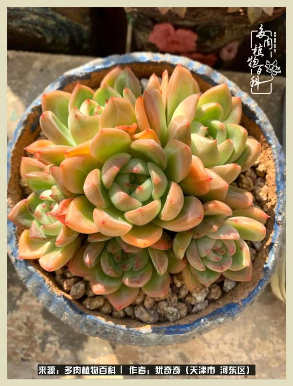 養多肉,累並快樂著!美好的事物,需要與大家分享 養多肉,累並快樂著!美好的事物,需要與大家分享