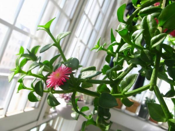 養“牡丹吊蘭”，6個實用技巧，花蕾“蹭蹭”冒，開花又多又漂亮