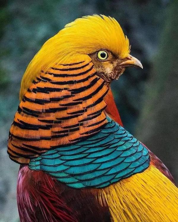 大自然中漂亮的“鳥兒”,日常生活中你見過幾種 大自然中漂亮的“鳥兒”,日常生活中你見過幾種