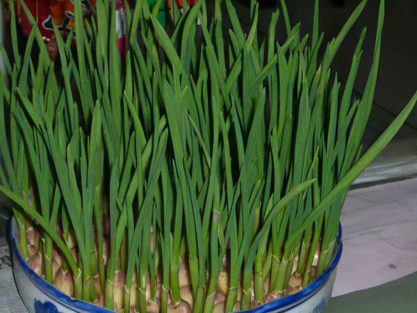 舊臉盆廢油桶別再賣了，用來這樣養大蒜，蒜苗吃不完