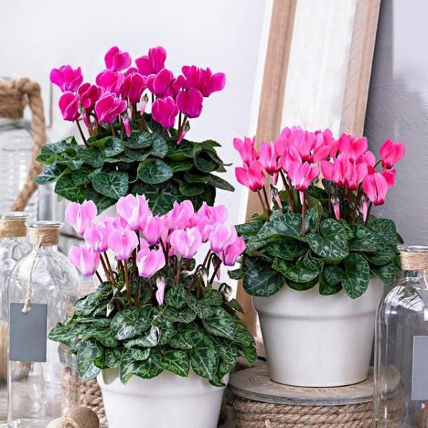 馬上就要過年了,還在為買什麼年宵花發愁嗎?推薦36種供你參考 馬上就要過年了,還在為買什麼年宵花發愁嗎?推薦36種供你參考