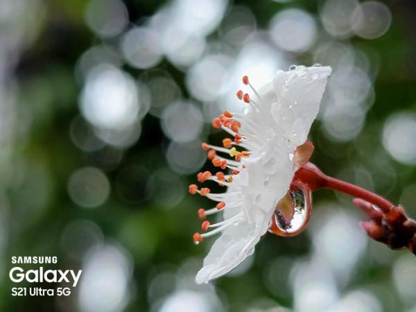 花花世界知多少？春天還有一種非常美的不太為人知為人道的花