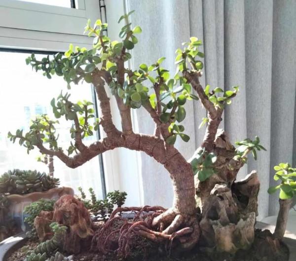 這5種花，“窮養”比“富養”更容易爆盆，別好心辦壞事