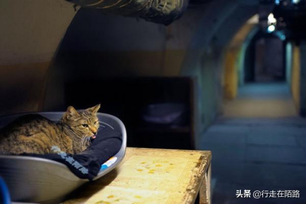 為感謝服役277年的貓咪,俄羅斯冬宮博物館操碎了心 為感謝服役277年的貓咪,俄羅斯冬宮博物館操碎了心