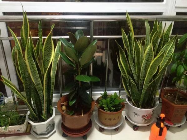 天冷後,9種花要“少水、斷糧”,不然難過冬 天冷後,9種花要“少水、斷糧”,不然難過冬