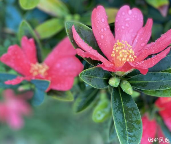 花市“一次性”的盆栽，開完花就死，未免太可惜