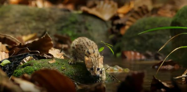 世界上最小的貓 世界上最小的貓