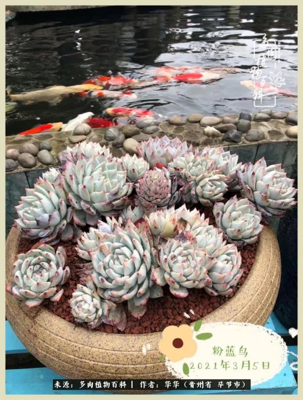 我的造園之夢：鮮花、多肉、錦鯉，這才是樓頂花園該有的樣子