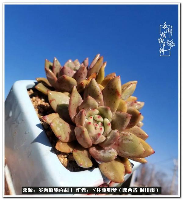 總有一段文字觸動心絃，總有那麼一盆多肉能打動你的心