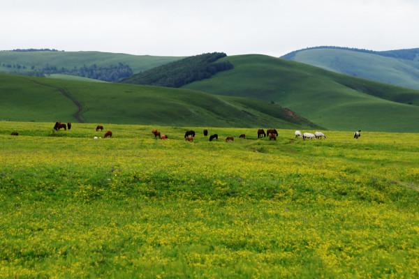 河北塞罕壩機械林場：煥發盎然“綠”意