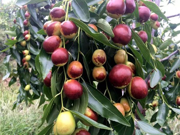 八月十五中秋，除了吃月餅，農村還有哪些時令水果上市？答案來了