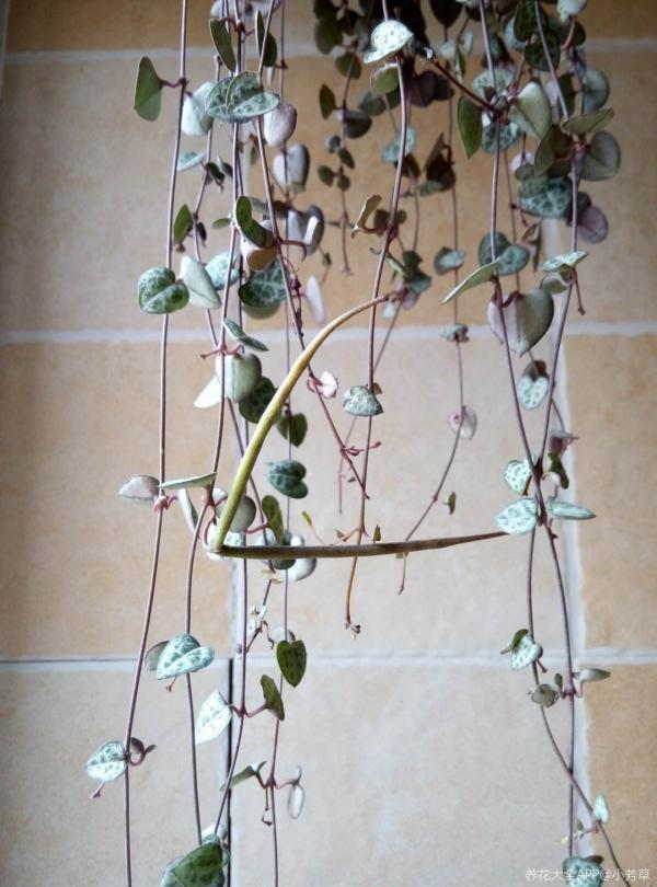 很耐陰的多肉，愛之蔓在秋天養，到底曬好還是不曬好