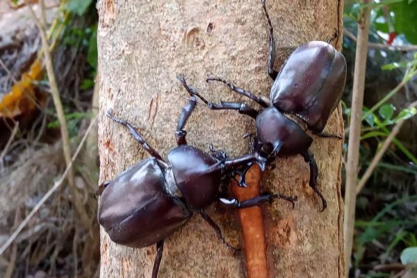 長戟大兜蟲在日本人氣暴漲，為何中國卻不準養？它的危害有多大？