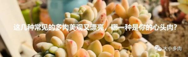 寒露已過,養多肉這些“大動作”可以開搞了,錯過就要等到明年春 寒露已過,養多肉這些“大動作”可以開搞了,錯過就要等到明年春