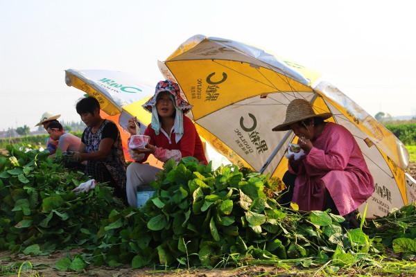 菜價上漲，種地農民的收入卻難以上漲，開銷和價格不成正比