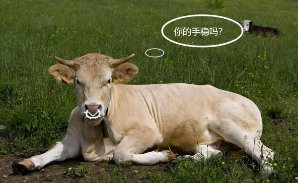 為什麼要在牛身上開個洞，還經常伸手進去掏，難道它們不會痛嗎？